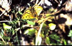 Northern Chequered Skipper (Carterocephalus silvicola)