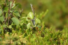 Cranberry Blue (Plebejus optilete)
