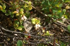Dewy Ringlet (Erebia pandrose)