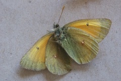 Mjeltgulvinge (Colias hecla)