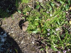 Dewy Ringlet (Erebia pandrose)