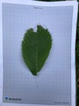 Alm (Ulmus glabra)