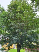 Ask (Fraxinus excelsior)