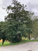Grey Alder (Alnus incana)