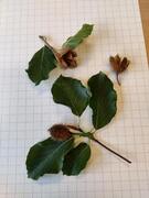 Bøk (Fagus sylvatica)