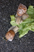 Vinbergsnegl (Helix pomatia)