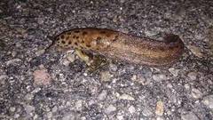 Giant Garden Slug (Limax maximus)