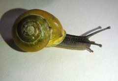 White-lipped Gardensnail (Cepaea hortensis)