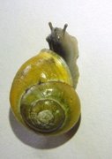 White-lipped Gardensnail (Cepaea hortensis)