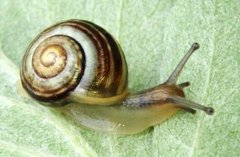 White-lipped Gardensnail (Cepaea hortensis)
