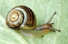 Hagesnegl (Cepaea hortensis)