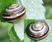 White-lipped Gardensnail (Cepaea hortensis)
