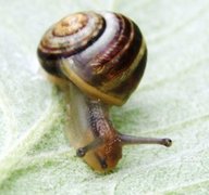 White-lipped Gardensnail (Cepaea hortensis)