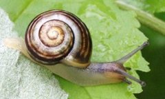 White-lipped Gardensnail (Cepaea hortensis)