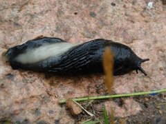 European black slug (Arion ater)