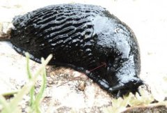 European black slug (Arion ater)