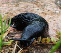 European black slug (Arion ater)