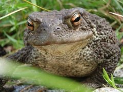 Padde (Bufo bufo)