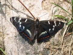 Poplar Admiral (Limenitis populi)