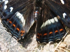 Poplar Admiral (Limenitis populi)