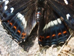 Ospesommerfugl (Limenitis populi)