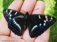 Poplar Admiral (Limenitis populi)