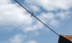 Låvesvale (Hirundo rustica)