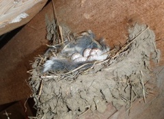 Låvesvale (Hirundo rustica)