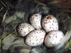 Låvesvale (Hirundo rustica)