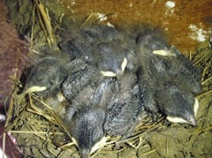 Låvesvale (Hirundo rustica)