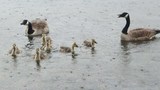 Kanadagås (Branta canadensis)