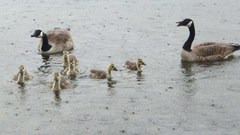 Canada Goose (Branta canadensis)