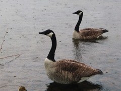 Canada Goose (Branta canadensis)