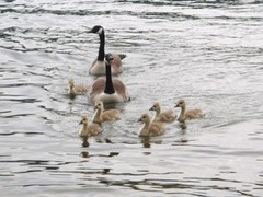 Canada Goose (Branta canadensis)