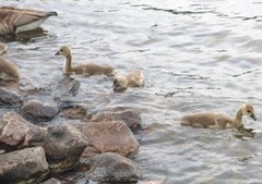 Canada Goose (Branta canadensis)