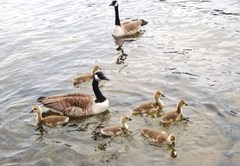 Canada Goose (Branta canadensis)