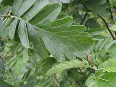 Swedish Service-tree (Sorbus hybrida)