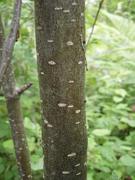 Swedish Service-tree (Sorbus hybrida)