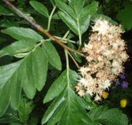 Swedish Service-tree (Sorbus hybrida)