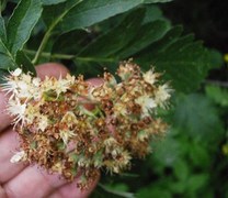 Rognasal (Sorbus hybrida)