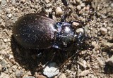 Løpebiller (Carabidae)