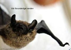 Microbats (Microchiroptera)