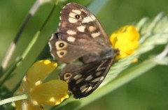 Speckled Wood (Pararge aegeria)