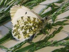 Aurorasommerfugl (Anthocharis cardamines)