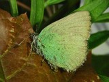 Grønnstjertvinge (Callophrys rubi)