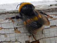 Bumble-bee (Bombus)