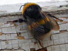 Bumble-bee (Bombus)