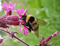 Bumble-bee (Bombus)