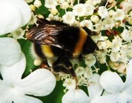 Bumble-bee (Bombus)