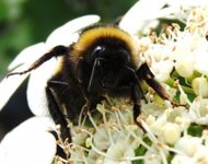 Bumble-bee (Bombus)